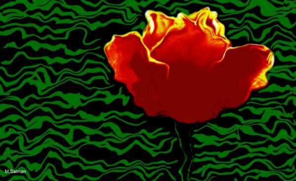 The Dutch Tulip