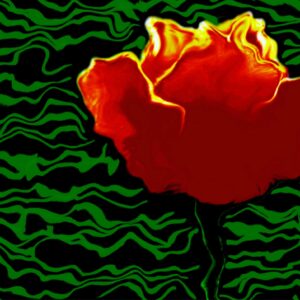The Dutch Tulip